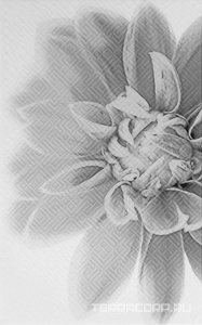 Керамическая плитка Gracia ceramica Камелия Декор  черн. 03 25x40 Белый 