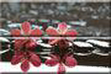 Comp. Wellness Red 02 XX |30x45