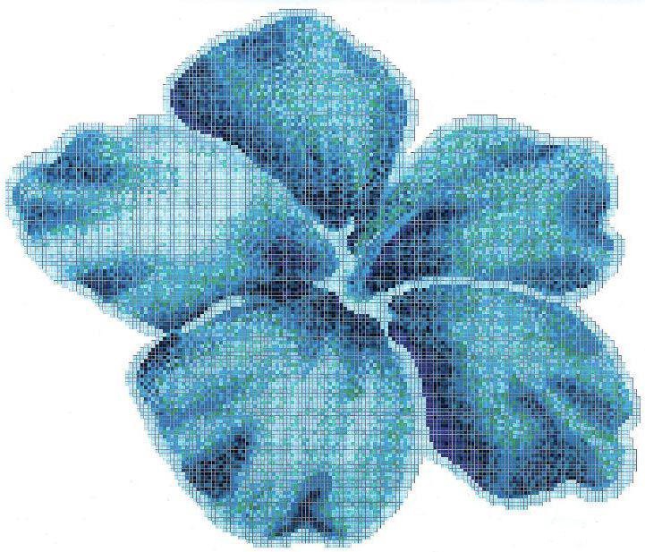Мозаика Bisazza Бассейны Ibiscus 364x308 Комбинированный, фото 4