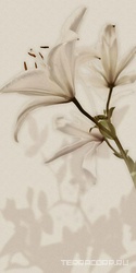 Gioia Decoro Lilium (6pz) ZZ|60x120