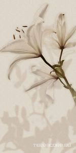 Керамическая плитка Gardenia Orchidea Gioia  Decoro Lilium (6pz) ZZ60x120 Комбинированный 