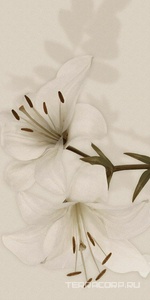 Керамическая плитка Gardenia Orchidea Gioia  Decoro Lilium (6pz) ZZ60x120 Комбинированный 