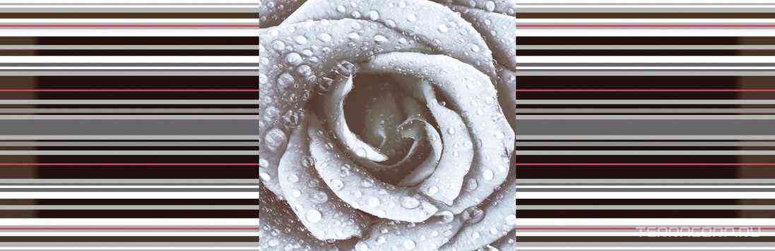 Dec. Rose 02 XX |15x45
