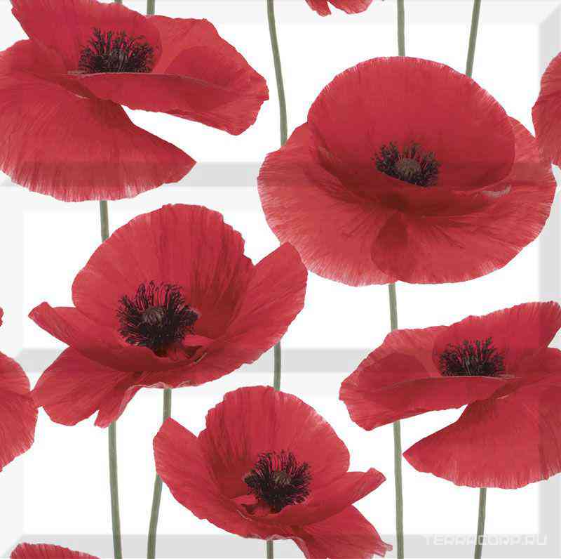 Comp. Poppy XX |45x45