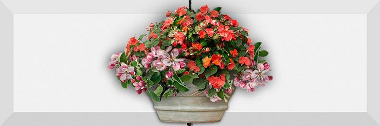 Decor Forja 02 XX |10x30