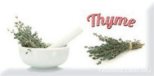 Керамическая плитка Absolut Keramika Monocolor 10x20 Decor Modern Thyme 10x20 Комбинированный 