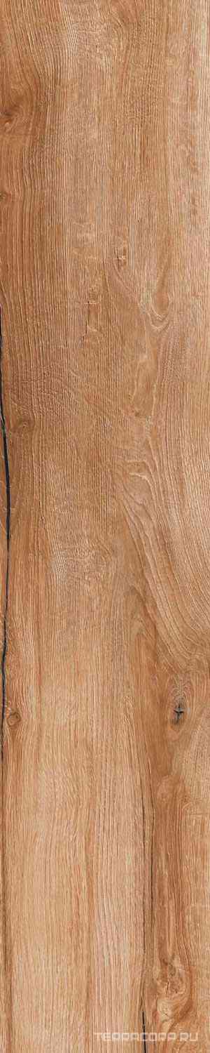 Daring Nut |24x120