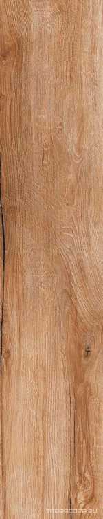 Daring Nut |24x120