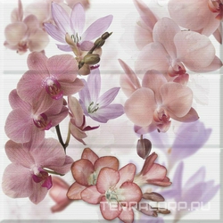 Comp. Orchides Berenjena XX |45x45