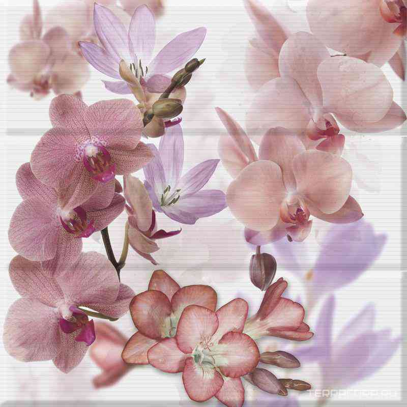 Comp. Orchides Berenjena XX |45x45