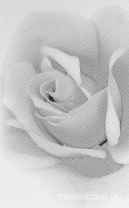 Керамическая плитка Gracia ceramica Камелия Декор  Роза черн. 02 25x40 Белый 