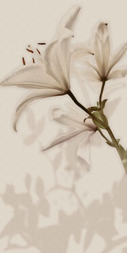 Gioia Decoro Lilium (6pz) ZZ|60x120